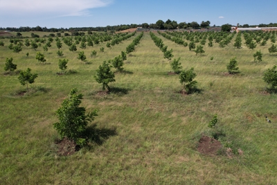 Irrigation system design and planning